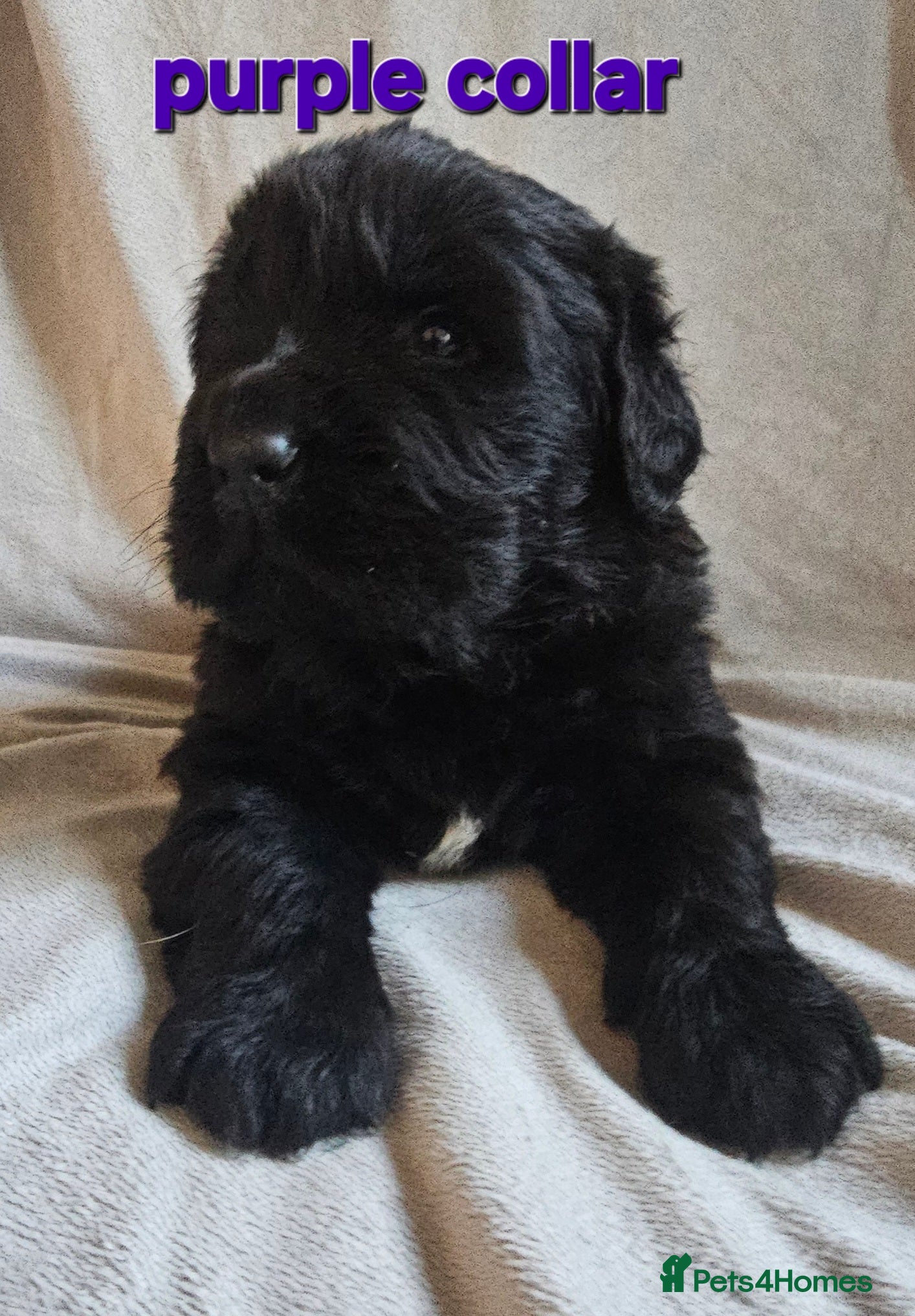 Newfoundland dogs Newfoundland pups for sale - Advert 3