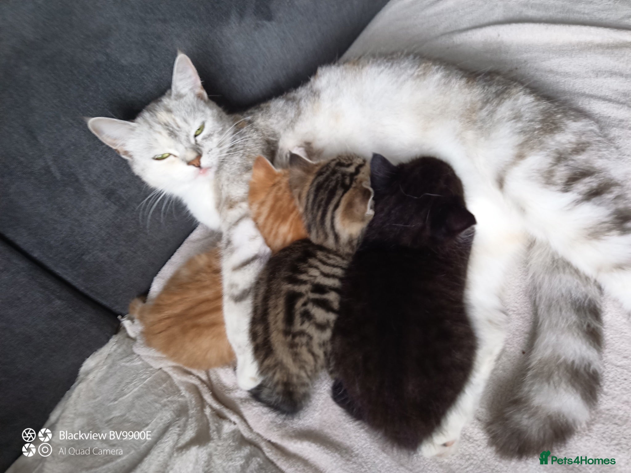 Mixed Breed cats Kittens and mother  - Advert 1