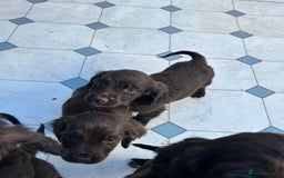 Cocker Spaniel dogs for sale: Cocker spaniel puppy’s  - Image 4
