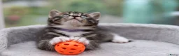 Mixed Breed cats for sale: Tabby Kittens Ready Soon - Advert 9