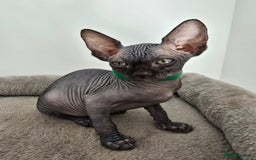 Sphynx cats for sale: TICA registered Canadian sphynx  - Image 18