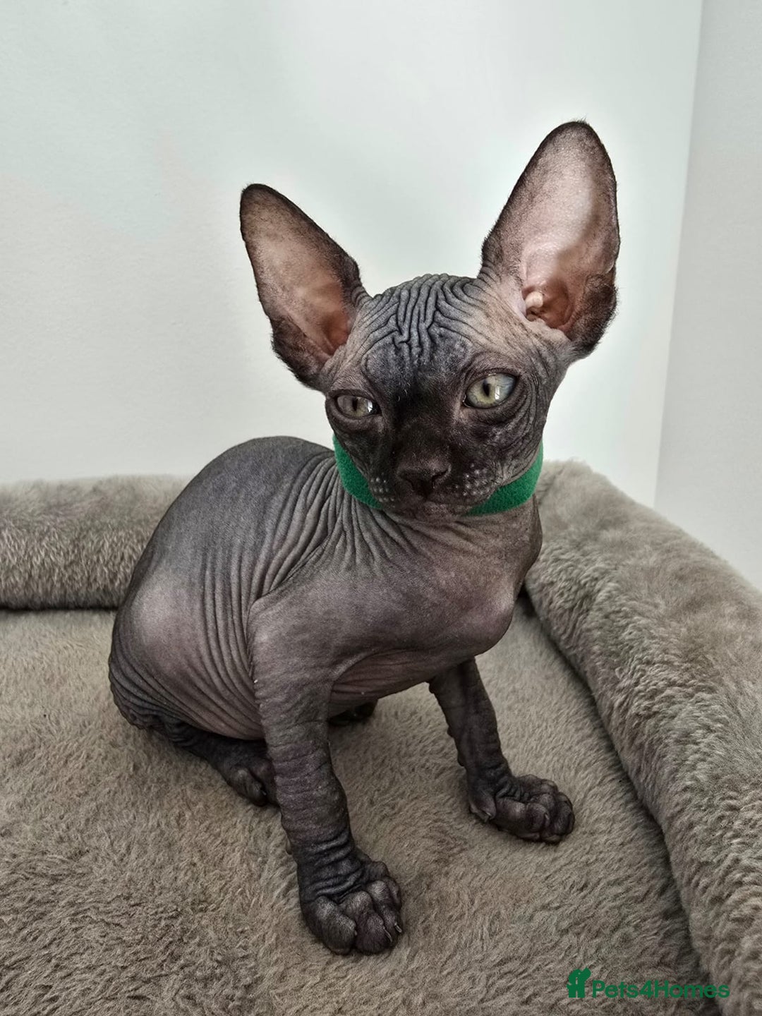 Sphynx cats for sale: TICA registered Canadian sphynx  - Image 18