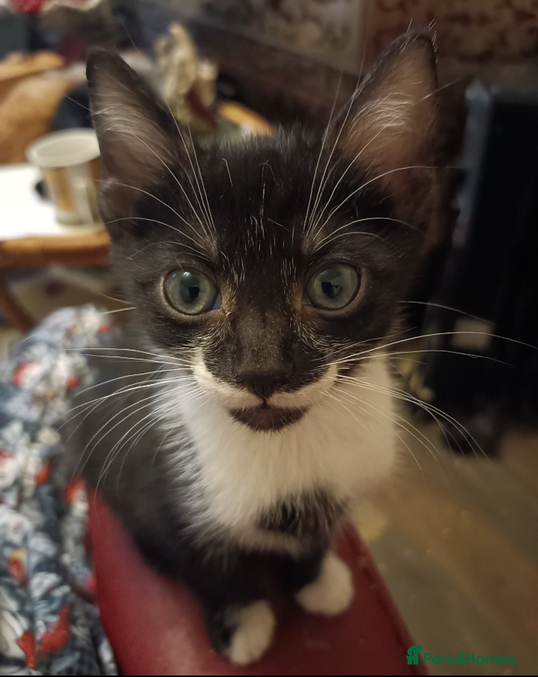 Domestic Shorthair cats for sale: Kittens Ready Now All Colours - Image 7