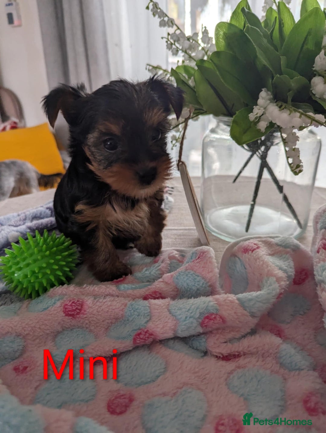 Yorkshire Terrier dogs for sale: Stunning yorkshire terriers for sale - Image 16