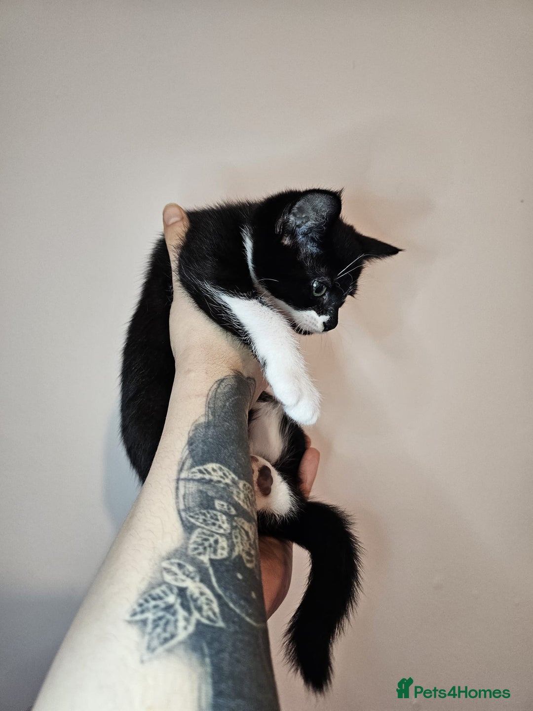 Mixed Breed cats for sale: Beautiful kittens looking for a forever homes - Advert 5