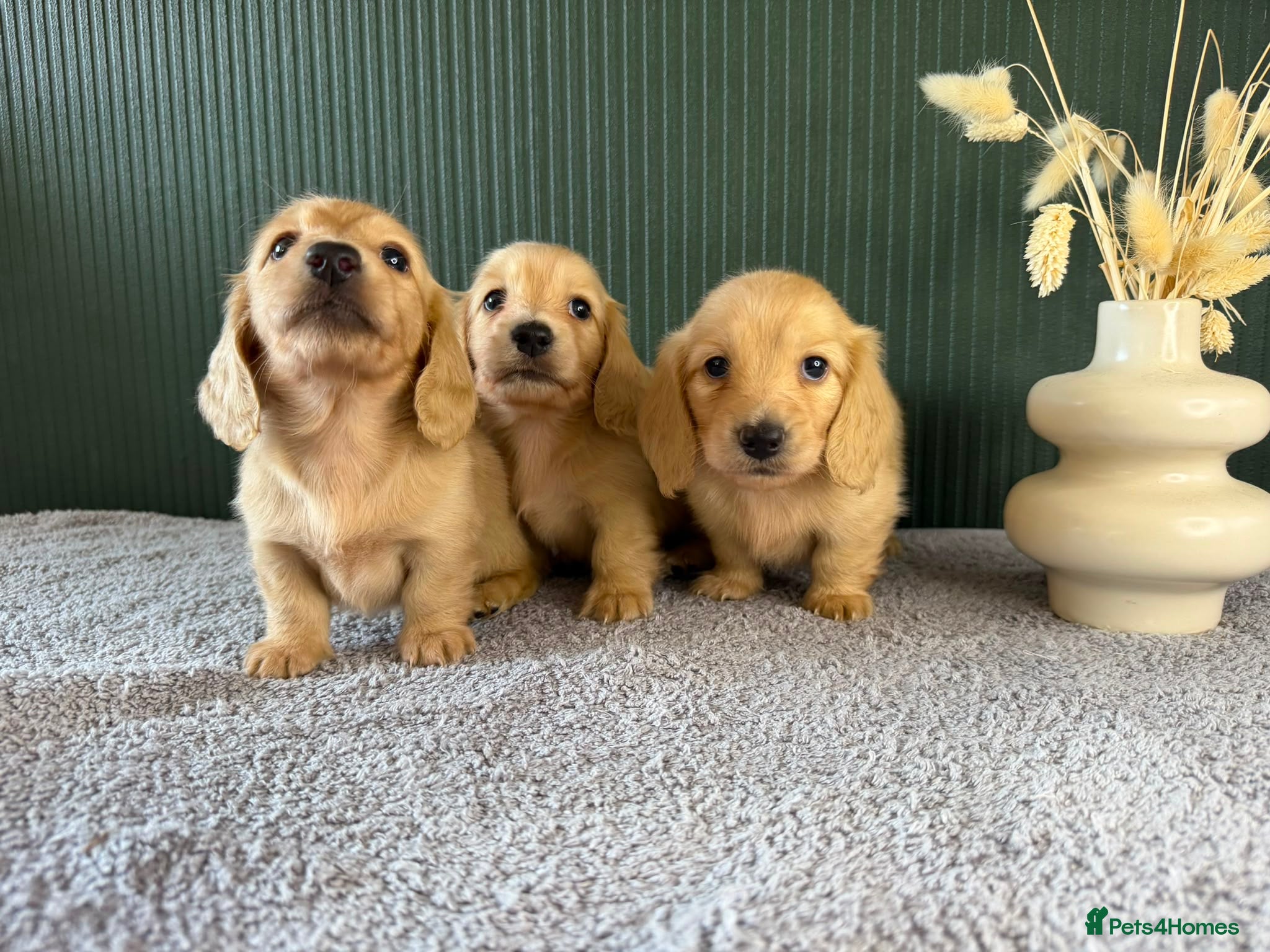 Miniature Dachshund dogs Cream Longhair Miniature Dachshund  - Advert 2