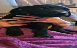 Borador dogs for sale: Male Borador Pups - Image 3