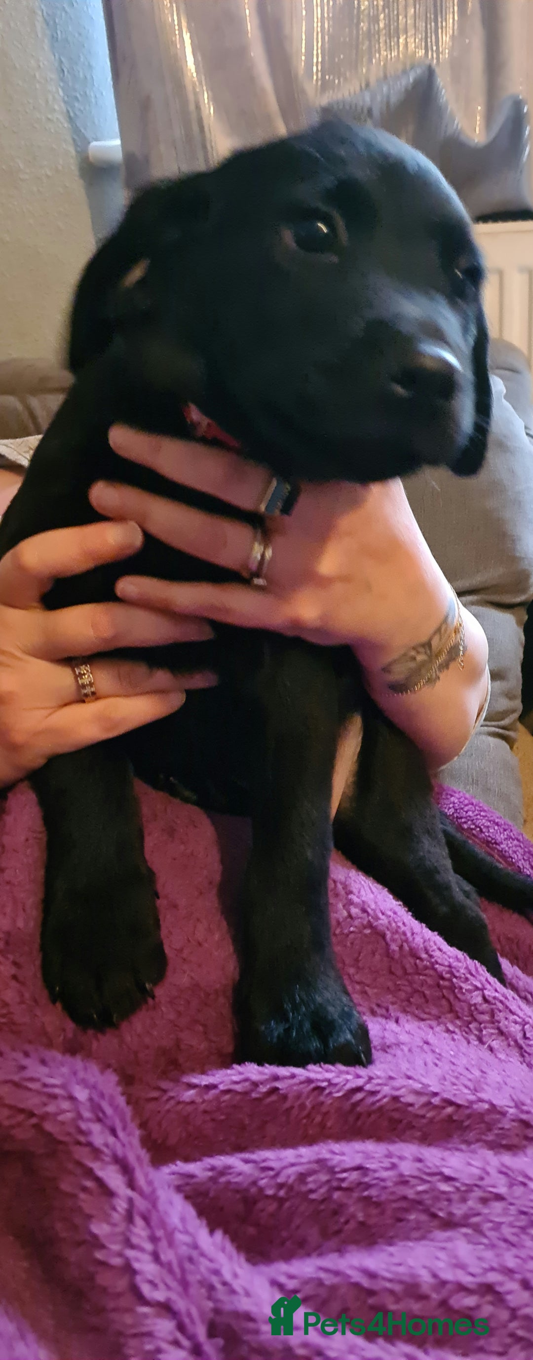 Borador dogs for sale: Male Borador Pups - Image 3