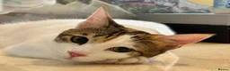 Mixed Breed cats for adoption: “Special Needs” 3 Legged Charlotte in St Albans - Advert 6