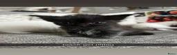 British Longhair cats for sale: 2 black boy kittens and 1 black girl  - Advert 10