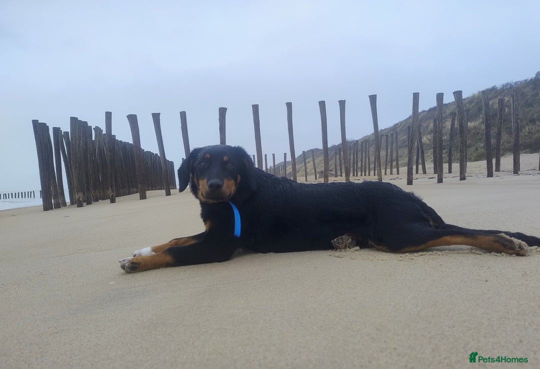 Mixed Breed dogs for sale: Slovak Hound/Border Collie - Advert 4