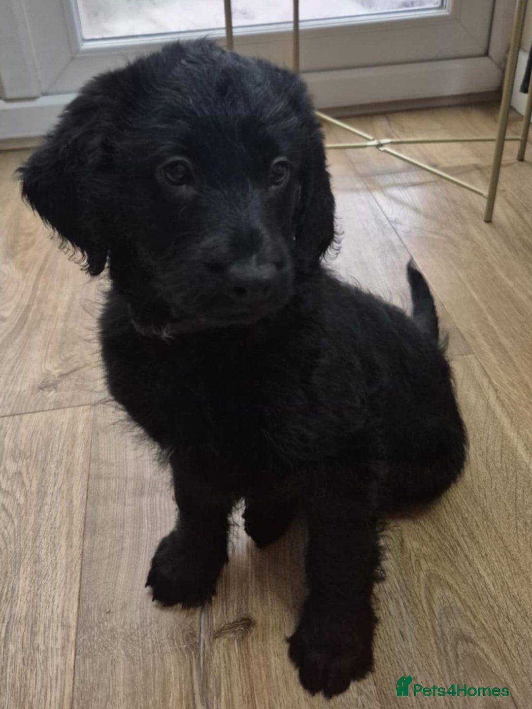 Labradoodle dogs for sale: F1 labradoodles READY NOW - Advert 11