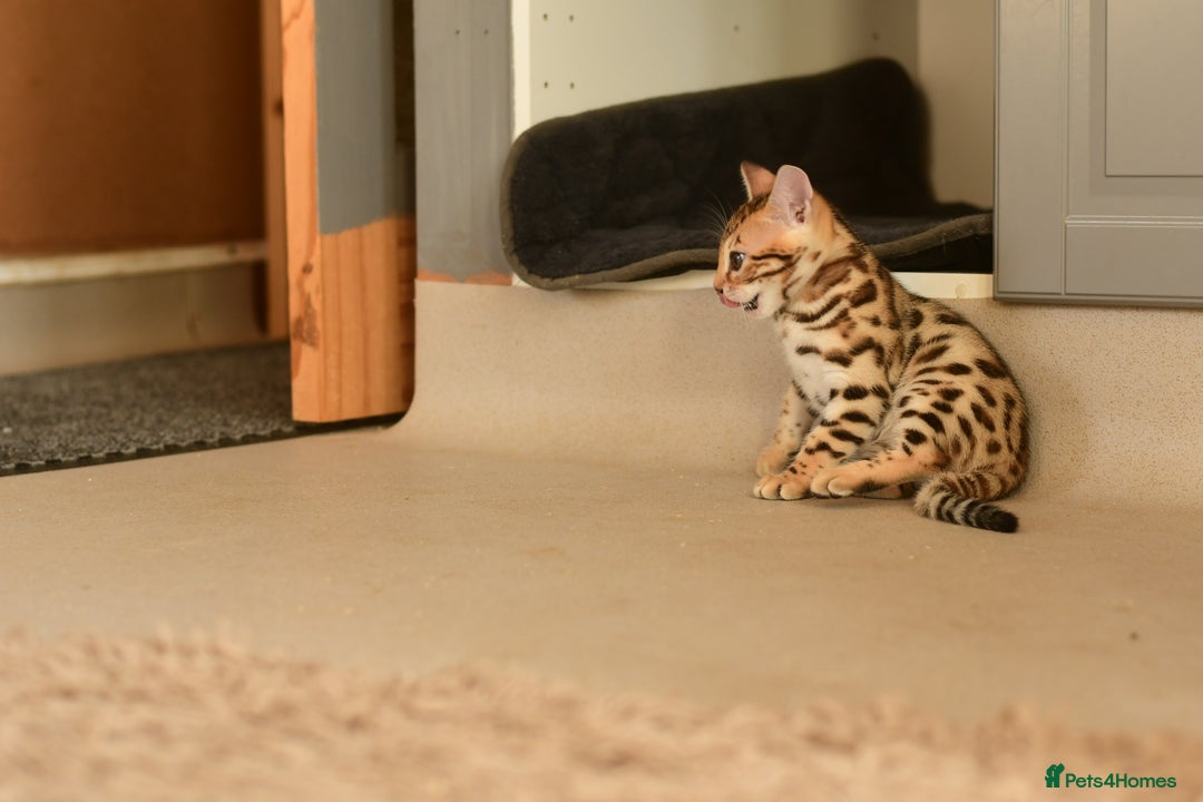 Bengal cats for sale: Show quality Bengal kittens available  - Image 20