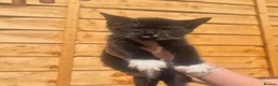 Mixed Breed cats for sale: Stunning bengal/maine coon mixed breed - Advert 4