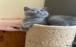 Scottish Fold cats for sale: Scottish Straight Boy Available in Bognor Regis - Image 4