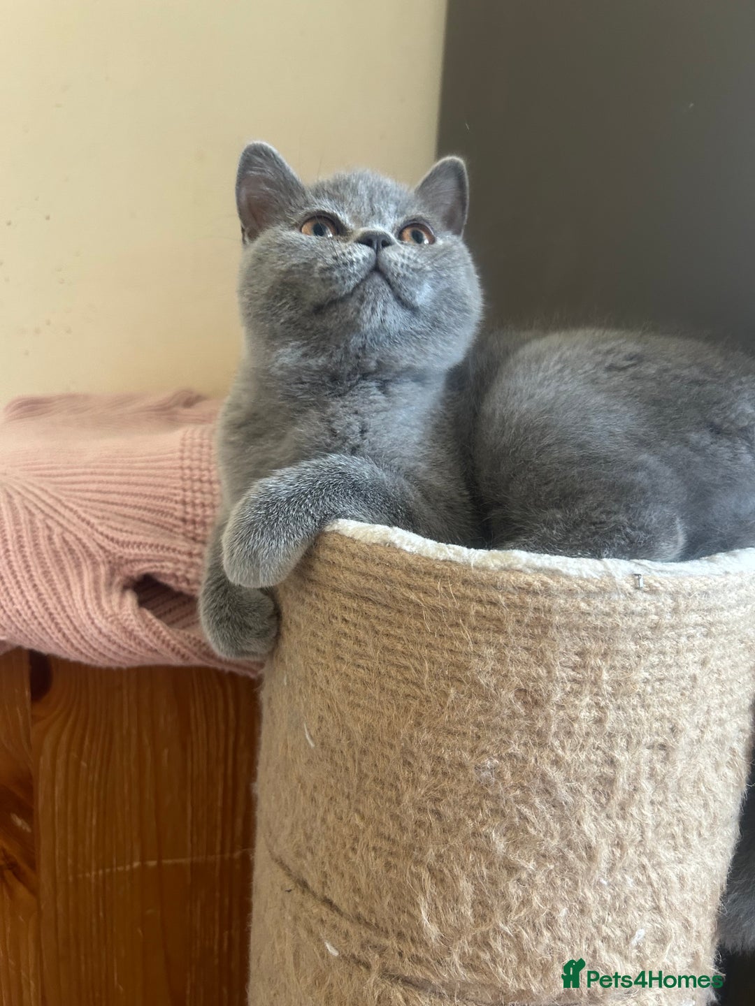 Scottish Fold cats for sale: Scottish Straight Boy Available in Bognor Regis - Image 4