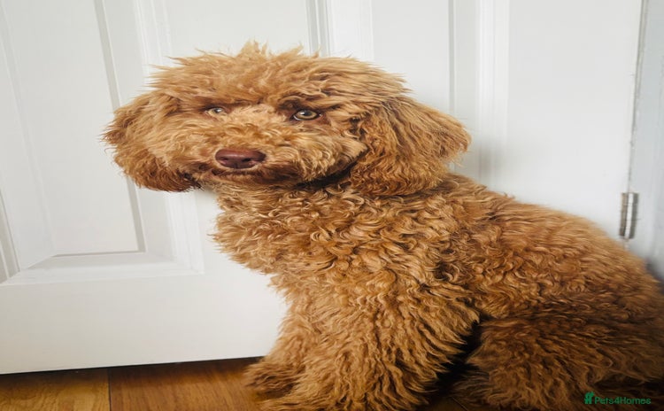 Cockapoo dogs - Advert 3