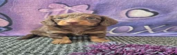 Dachshund dogs for sale: Long hair dachshund puppies 🩷 - Advert 10