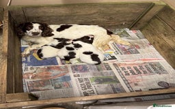 English Springer Spaniel dogs for sale: Liver & White English Springer Spaniel Puppies - Image 3