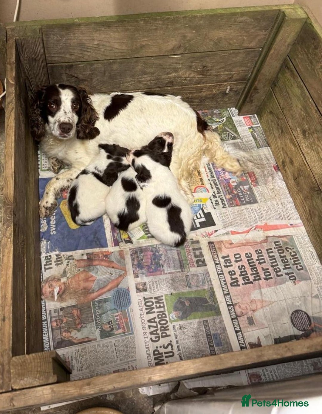 English Springer Spaniel dogs for sale: Liver & White English Springer Spaniel Puppies - Image 3