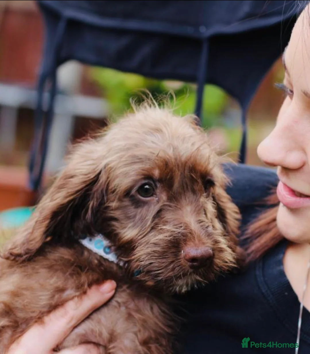 Cockapoo dogs for sale: Male cockapoo - Advert 14