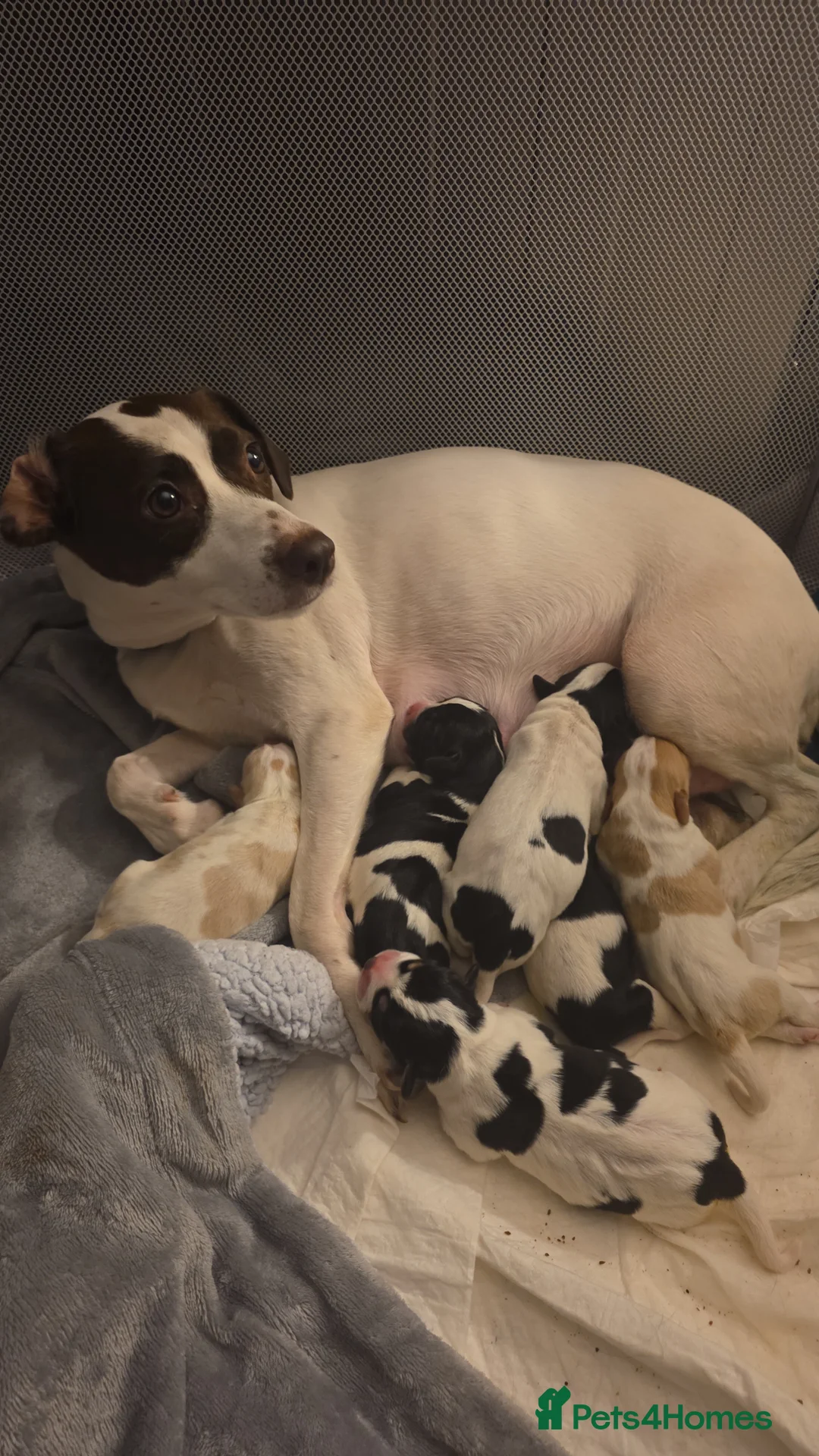 Mixed Breed dogs for sale: king charles cavalier x springer spaniel in Turriff - Advert 2