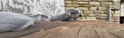 French Lop rabbits for sale: Stunning XL French lops  - Advert 9