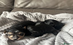 Mixed Breed dogs for sale: Maltipoo X Puppies For Sale 🐶🐾 - Image 12