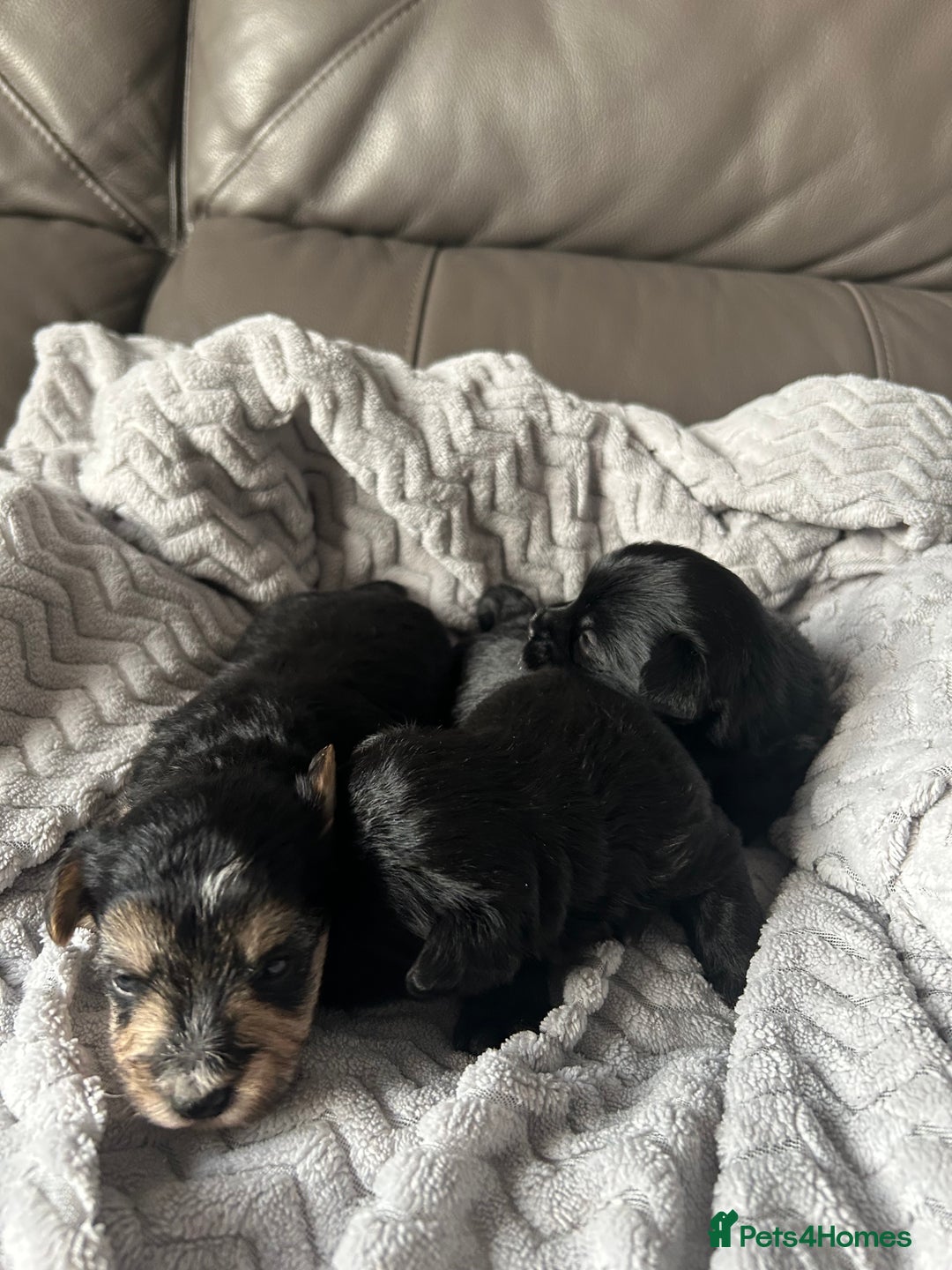 Mixed Breed dogs for sale: Maltipoo X Puppies For Sale 🐶🐾 - Image 12