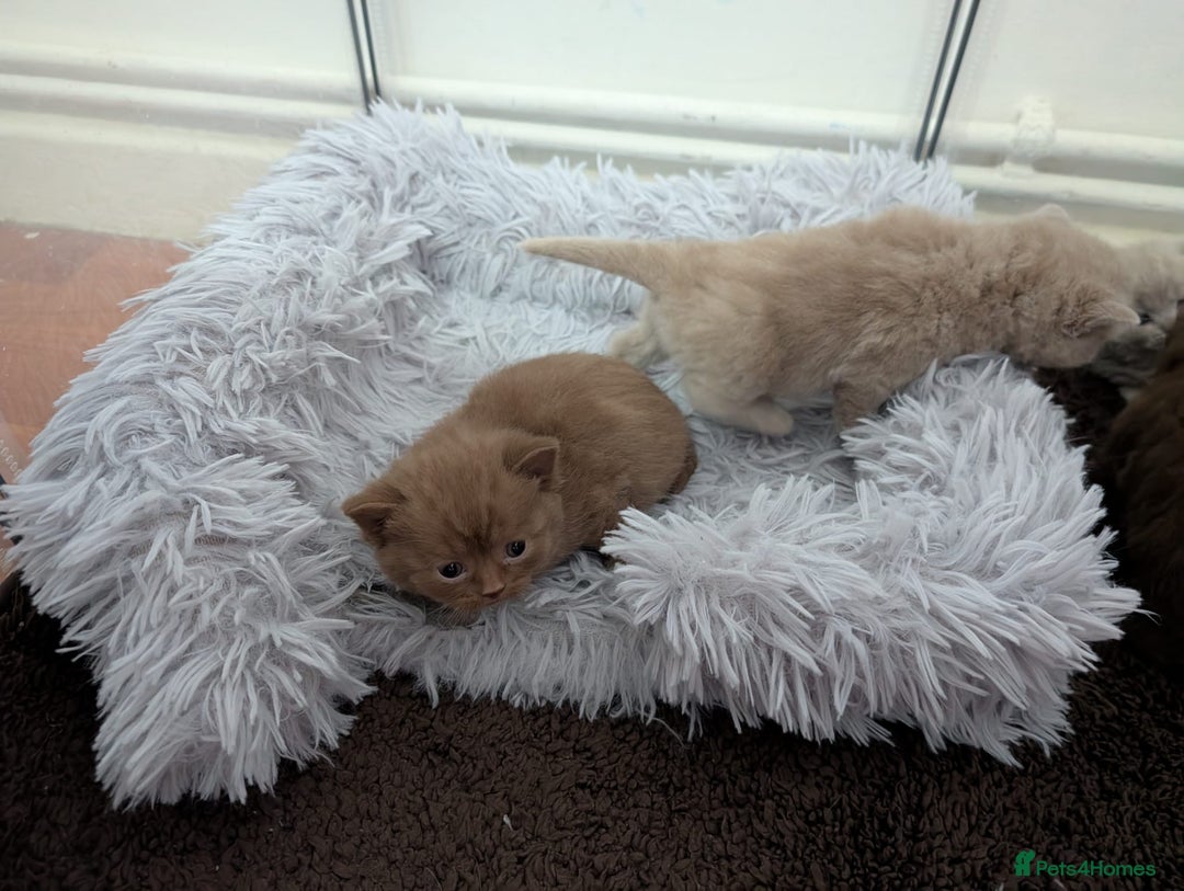 British Shorthair cats for sale: Cute fully british short hair kittens - Advert 7