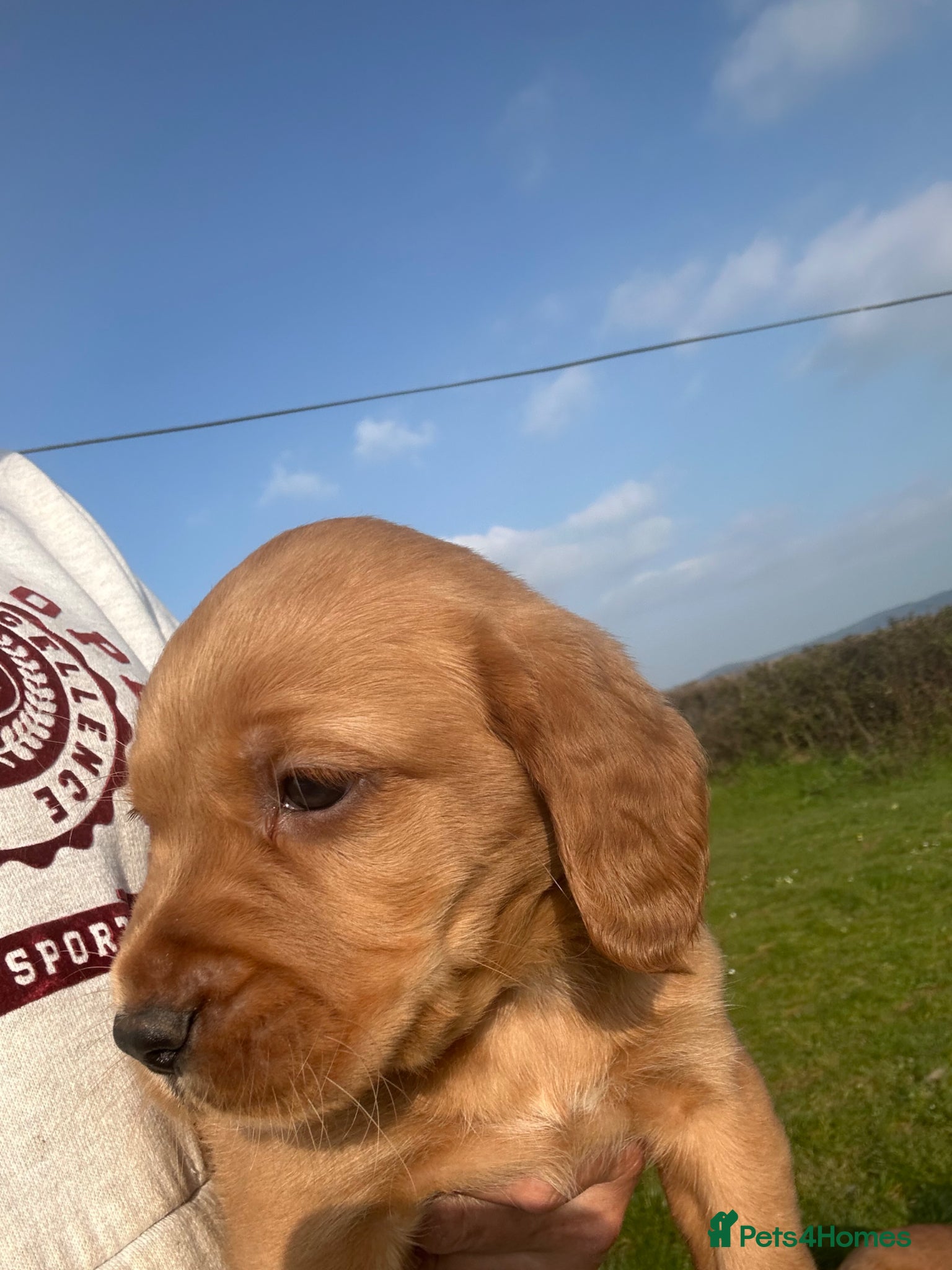 Cockerdor dogs Cockerdor  Puppies - Advert 18