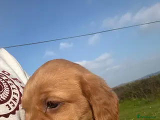 Cockerdor dogs Cockerdor Puppies - Advert 18