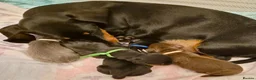 Miniature Dachshund dogs for sale: 1 puppy minature dachshund boy avaliable - Advert 3