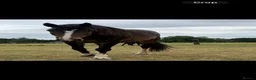 Welsh Section D horses for sale: Perfect project  - Advert 5