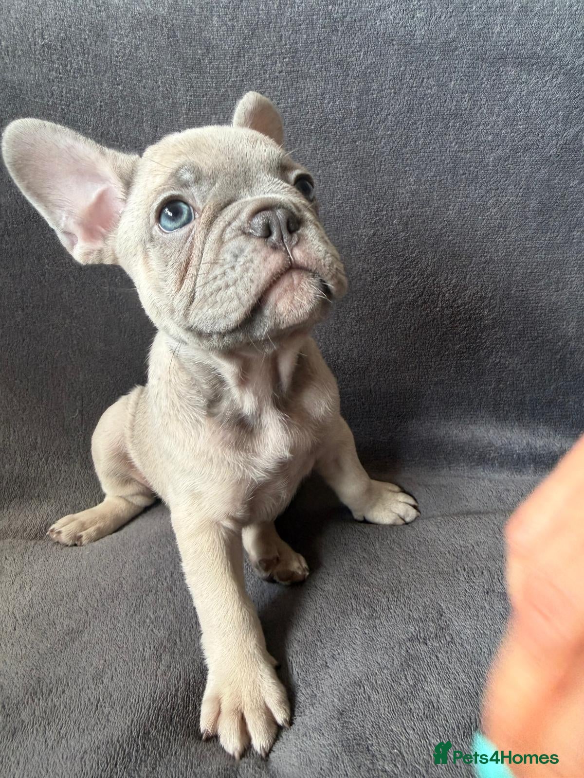 French Bulldog dogs KC Registered French Bulldogs Boys Ready Now - Advert 2