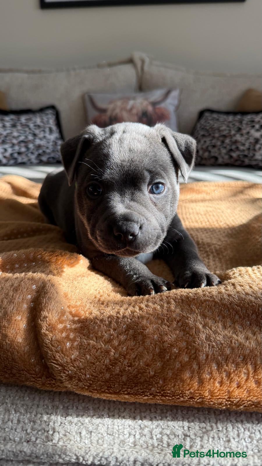 Staffordshire Bull Terrier dogs Blue Staffordshire bull terrier puppies  - Advert 5