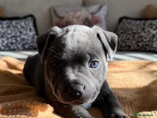 Staffordshire Bull Terrier dogs Blue Staffordshire bull terrier puppies - Advert 5