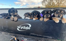 Mixed Breed dogs for sale: Bearded Collie cross New Zealand Huntaway  - Image 2