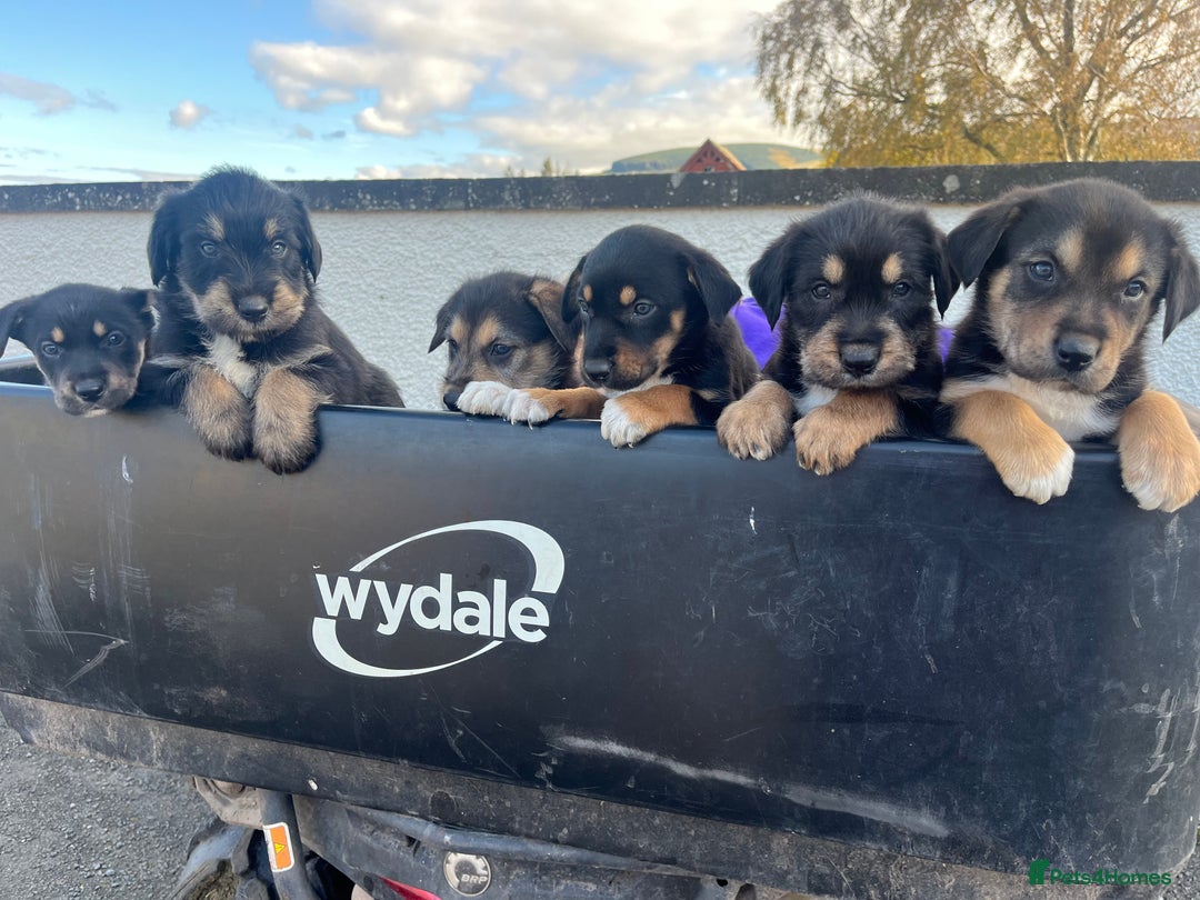 Mixed Breed dogs for sale: Bearded Collie cross New Zealand Huntaway  - Image 2