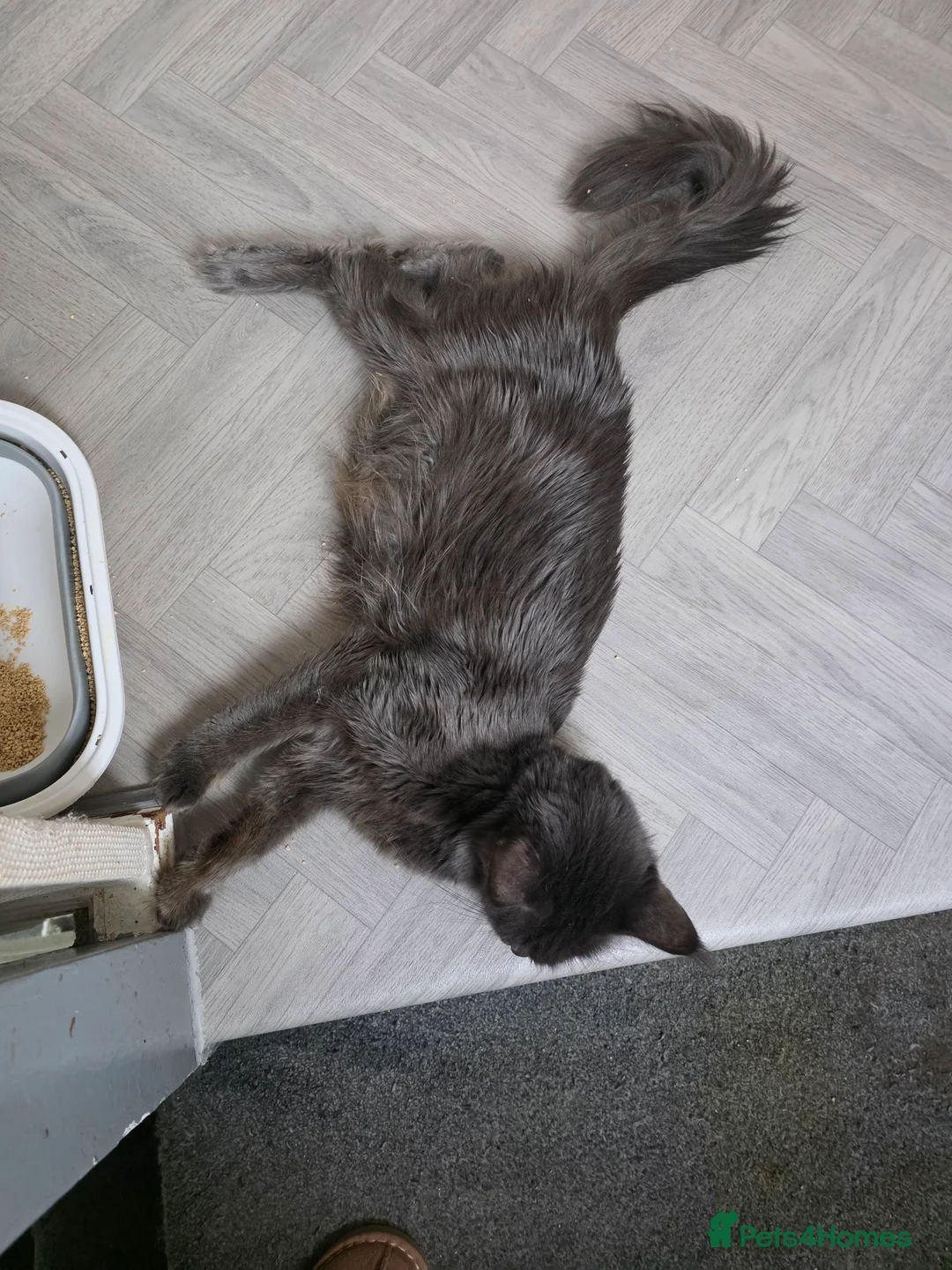 Maine Coon cats for sale: MAINE COON KITTENS PRICE IS FOR BOTH - Advert 11
