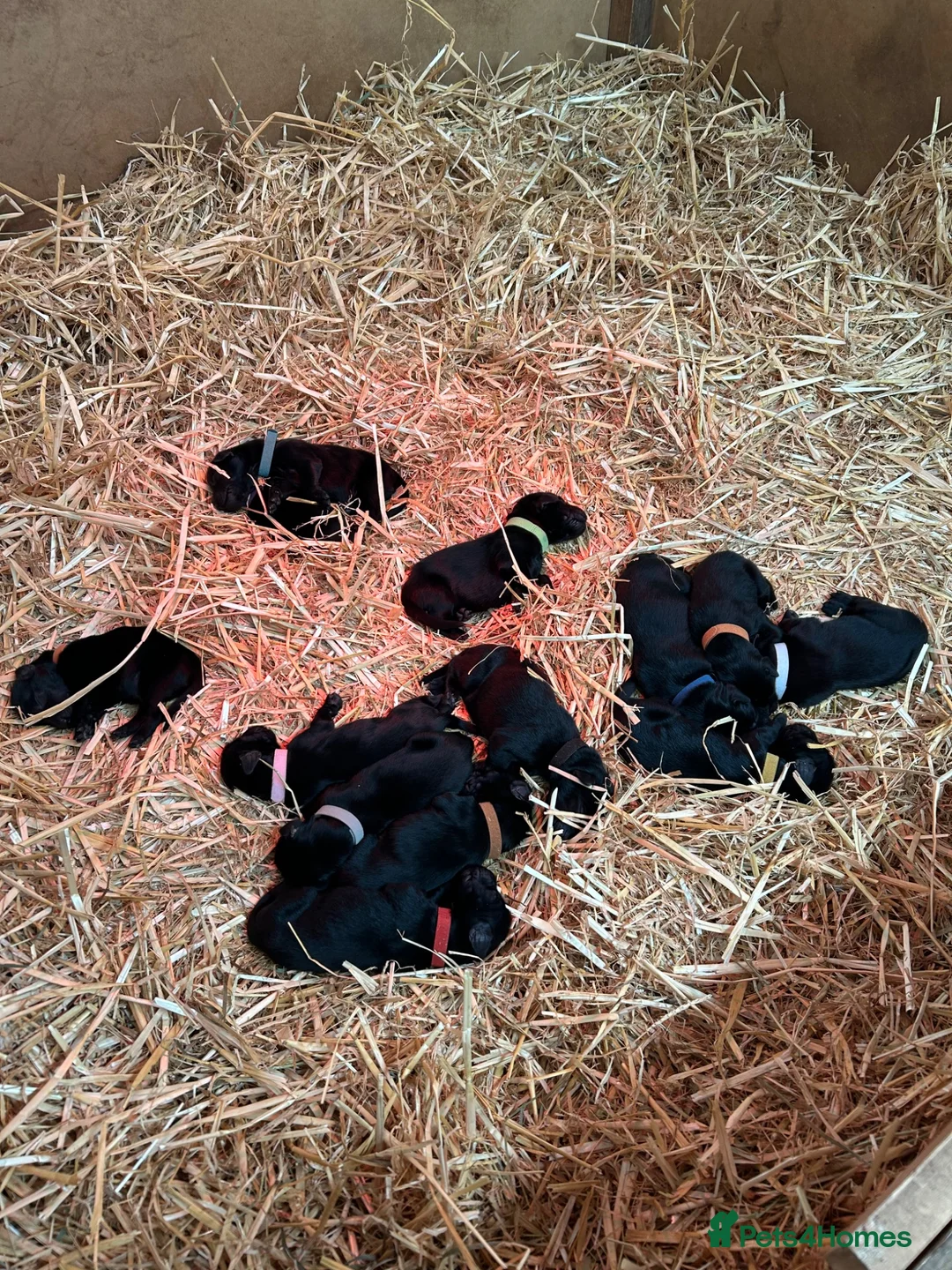 Flat coated Retriever dogs for sale: Fabulous litter of flatcoated retriever puppies - Advert 2
