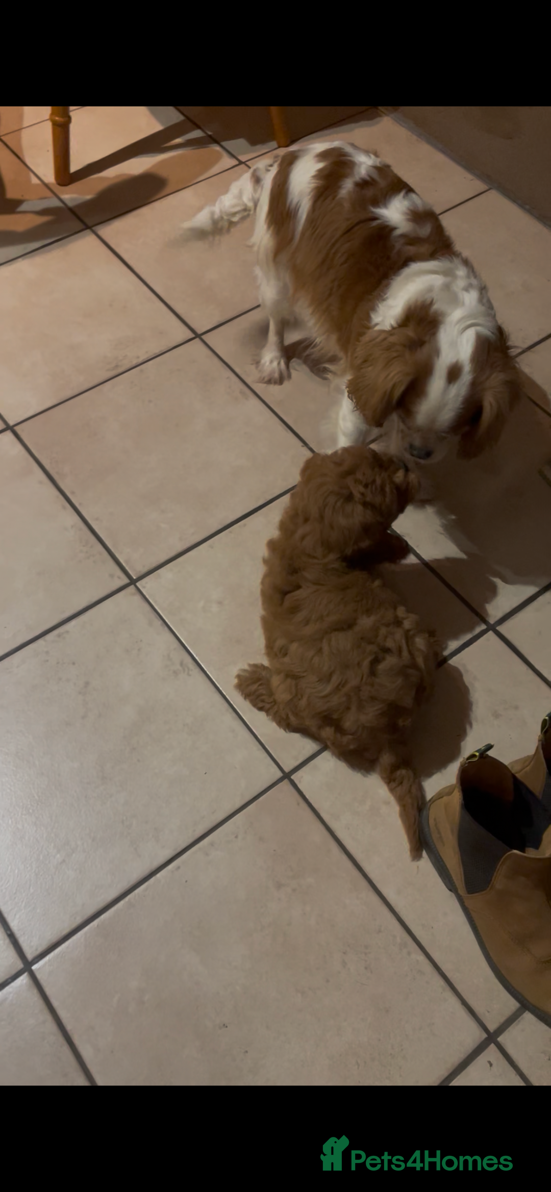 Cavapoo dogs for sale: Cavapoo girl  - Advert 2