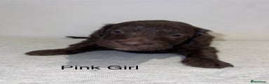 Pink Girl