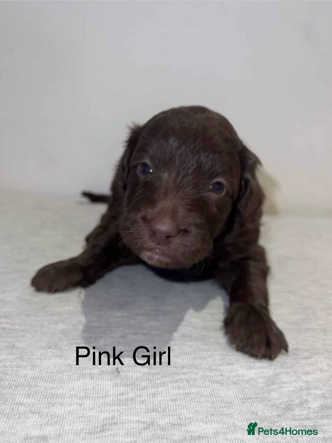 Mixed Breed dogs for sale: Cadoodle Puppies for sale - Advert 7