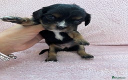 Cavachon dogs for sale: Cavalier King Charles x Cavachon - Image 6