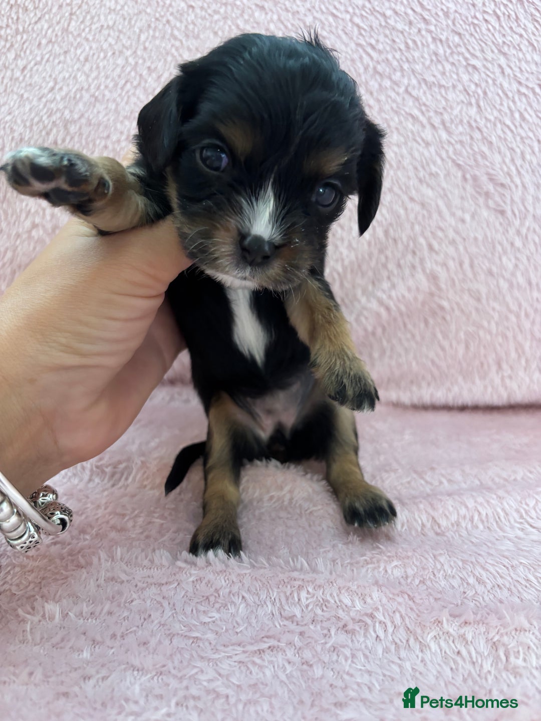 Cavachon dogs for sale: Cavalier King Charles x Cavachon - Image 6