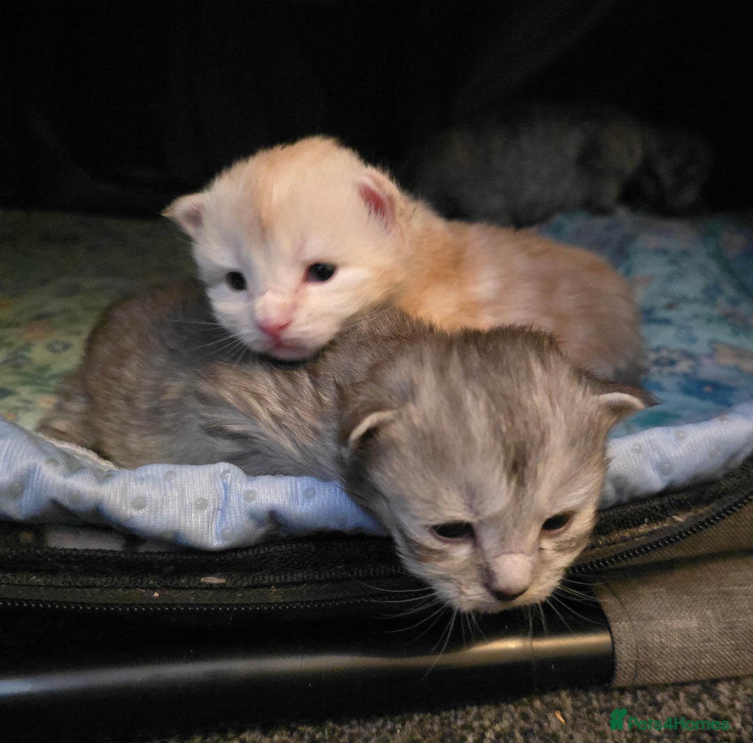 Maine Coon cats for sale: Chunky TICA registered Maine Coon Kittens - Advert 5