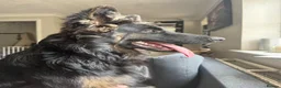 German Shepherd dogs for sale: 2 young beautiful German shepherd pups  - Advert 36