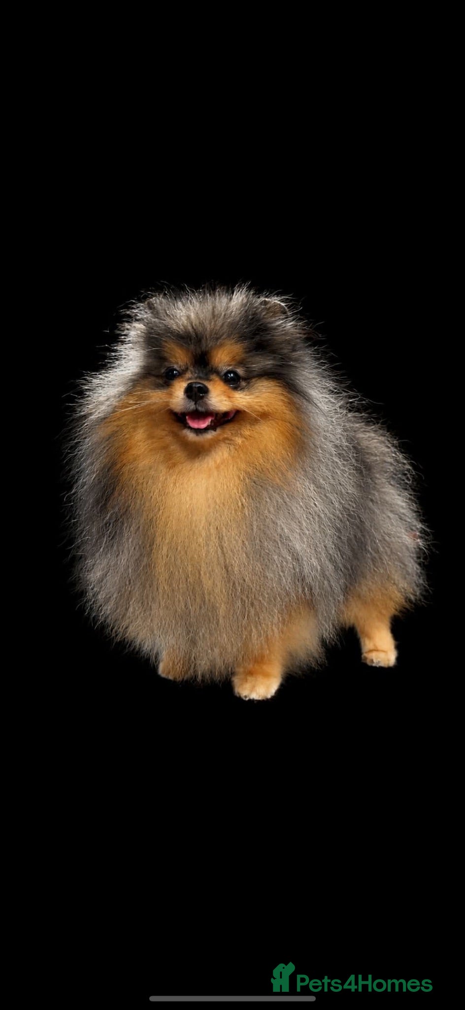 Mixed Breed dogs Pomeranian cross dachshund/border  - Advert 2