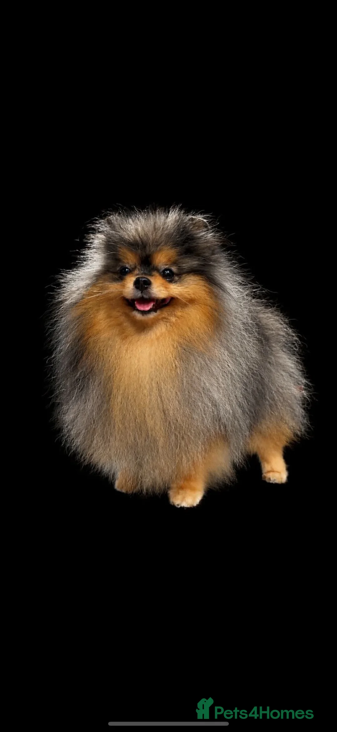 Mixed Breed dogs for sale: Pomeranian cross dachshund/border  - Advert 2